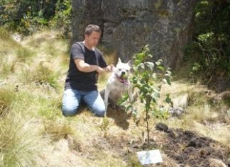 Siembra de cenizas de mascotas