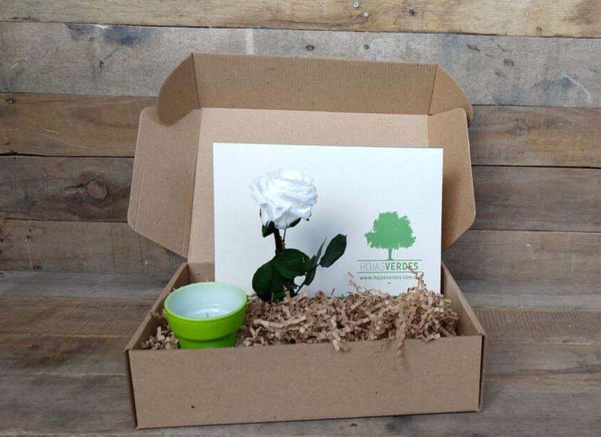 Kit de Hojas Verdes Bogota