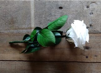 comprar rosa preservada